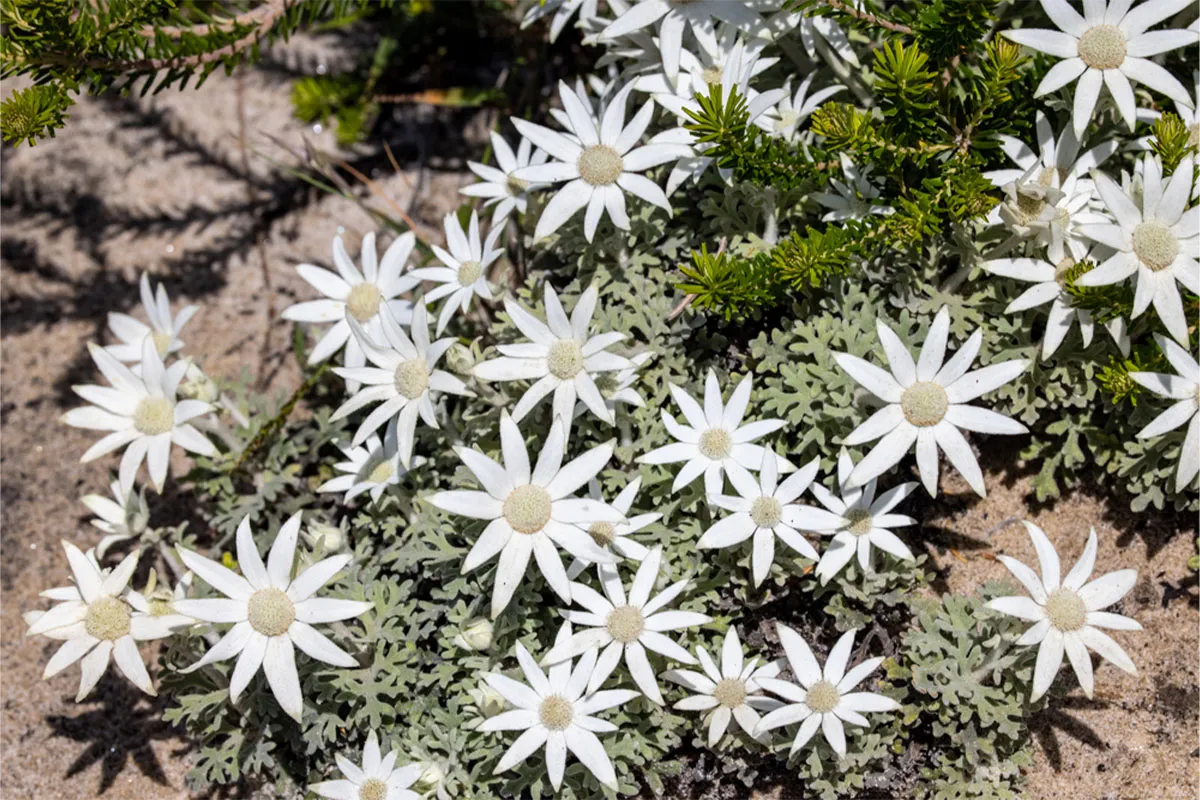 A bunch flannel flowers