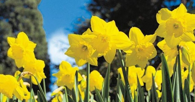 daffodils