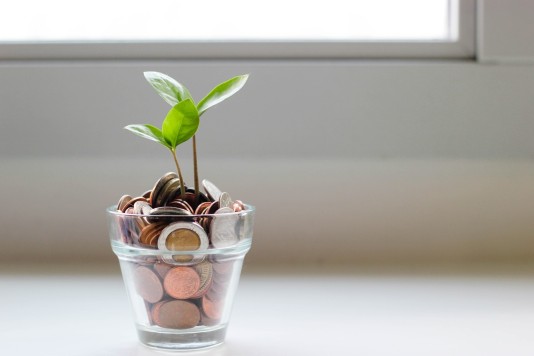 Moneyplant image 
